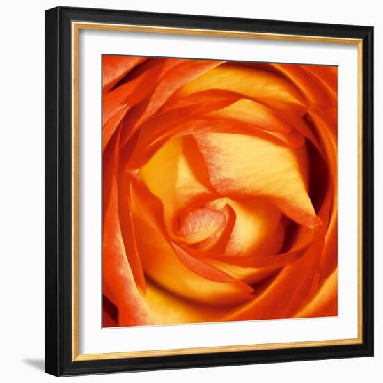 Red Lipped Yellow Rose-Joseph Eta-Framed Giclee Print