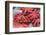 Red Live Octopus at Tsukiji Fish Market, Tokyo, Japan-javarman-Framed Photographic Print