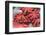 Red Live Octopus at Tsukiji Fish Market, Tokyo, Japan-javarman-Framed Photographic Print