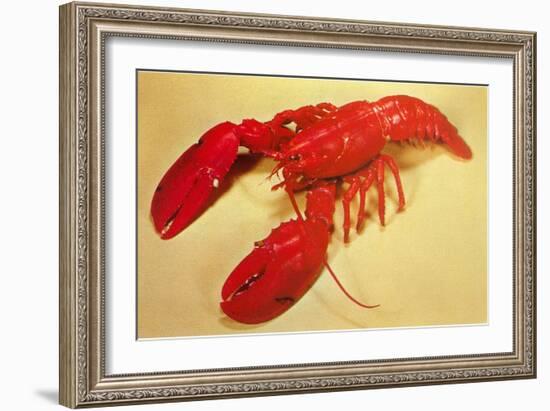 Red Lobster-null-Framed Art Print