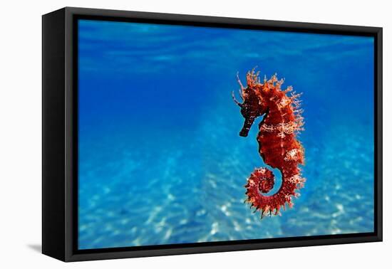 Red Long-Snouted Seahorse - Hippocampus Guttulatus-vojce-Framed Premier Image Canvas