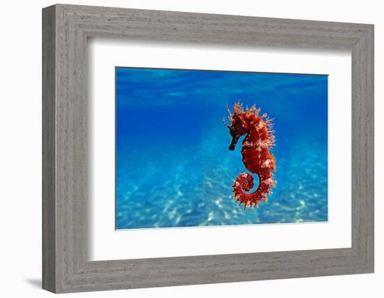 Red Long-Snouted Seahorse - Hippocampus Guttulatus-vojce-Framed Photographic Print