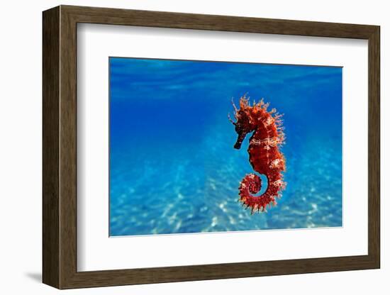 Red Long-Snouted Seahorse - Hippocampus Guttulatus-vojce-Framed Photographic Print