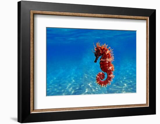 Red Long-Snouted Seahorse - Hippocampus Guttulatus-vojce-Framed Photographic Print