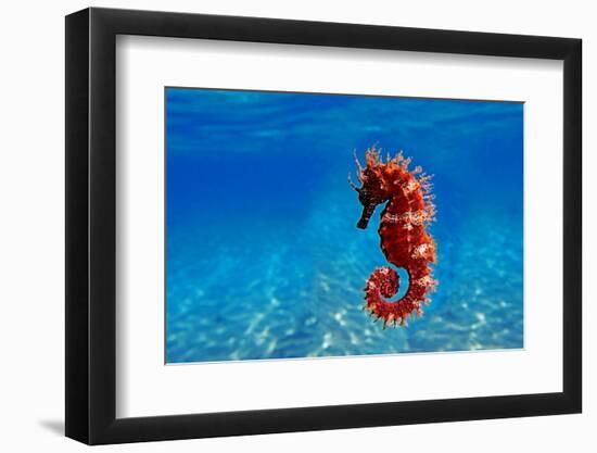 Red Long-Snouted Seahorse - Hippocampus Guttulatus-vojce-Framed Photographic Print