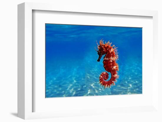 Red Long-Snouted Seahorse - Hippocampus Guttulatus-vojce-Framed Photographic Print