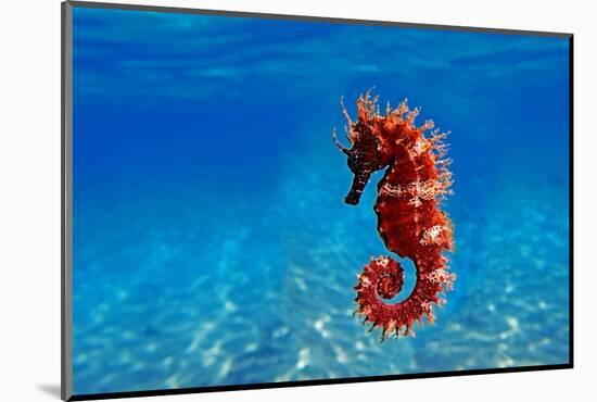 Red Long-Snouted Seahorse - Hippocampus Guttulatus-vojce-Mounted Photographic Print