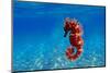 Red Long-Snouted Seahorse - Hippocampus Guttulatus-vojce-Mounted Photographic Print