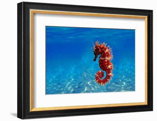 Red Long-Snouted Seahorse - Hippocampus Guttulatus-vojce-Framed Photographic Print