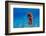 Red Long-Snouted Seahorse - Hippocampus Guttulatus-vojce-Framed Photographic Print