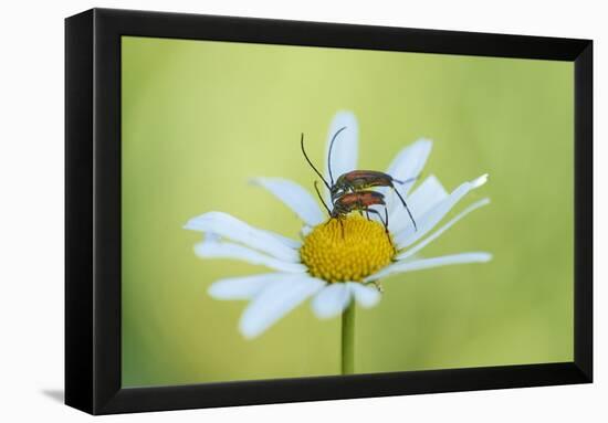 red longhorn beetle, Stictoleptura rubra, couple, mating, Margerite, blossom, close-up-David & Micha Sheldon-Framed Premier Image Canvas