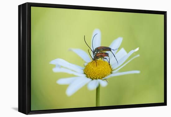 red longhorn beetle, Stictoleptura rubra, couple, mating, Margerite, blossom, close-up-David & Micha Sheldon-Framed Premier Image Canvas