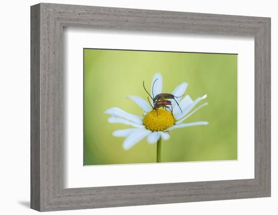 red longhorn beetle, Stictoleptura rubra, couple, mating, Margerite, blossom, close-up-David & Micha Sheldon-Framed Photographic Print