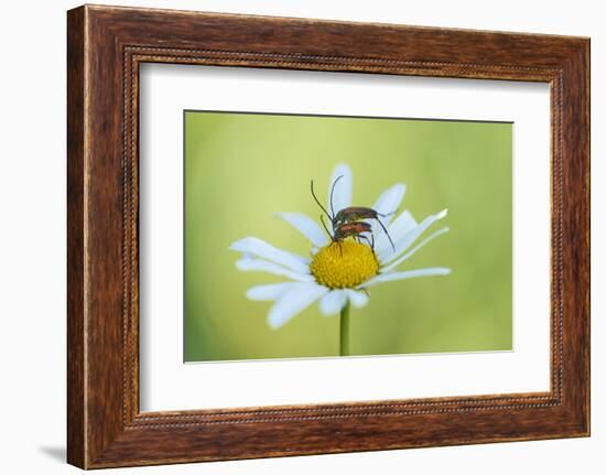 red longhorn beetle, Stictoleptura rubra, couple, mating, Margerite, blossom, close-up-David & Micha Sheldon-Framed Photographic Print