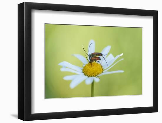 red longhorn beetle, Stictoleptura rubra, couple, mating, Margerite, blossom, close-up-David & Micha Sheldon-Framed Photographic Print