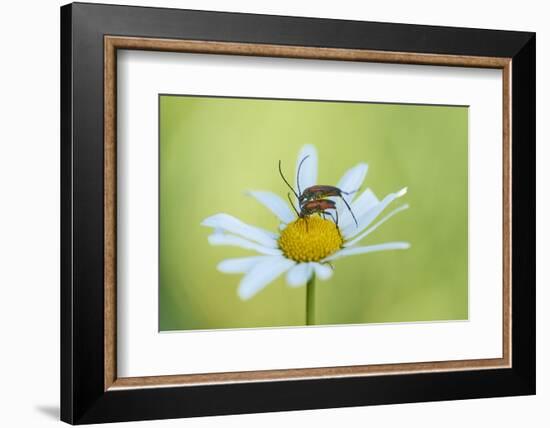 red longhorn beetle, Stictoleptura rubra, couple, mating, Margerite, blossom, close-up-David & Micha Sheldon-Framed Photographic Print