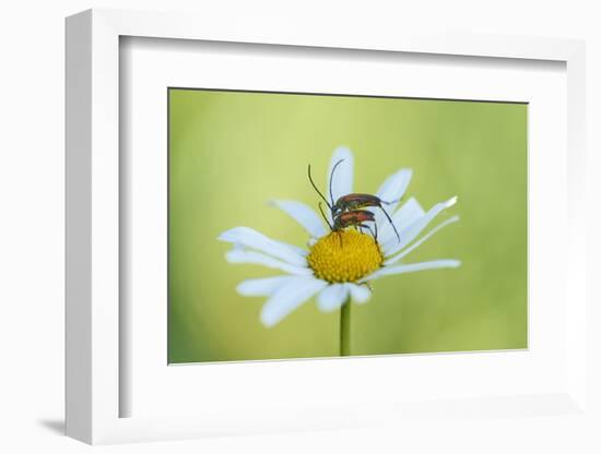 red longhorn beetle, Stictoleptura rubra, couple, mating, Margerite, blossom, close-up-David & Micha Sheldon-Framed Photographic Print