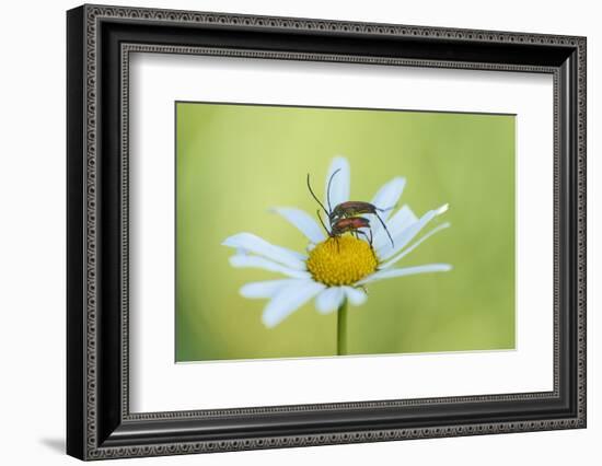 red longhorn beetle, Stictoleptura rubra, couple, mating, Margerite, blossom, close-up-David & Micha Sheldon-Framed Photographic Print