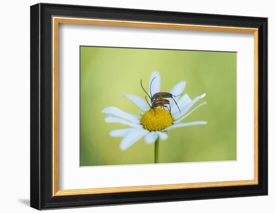 red longhorn beetle, Stictoleptura rubra, couple, mating, Margerite, blossom, close-up-David & Micha Sheldon-Framed Photographic Print