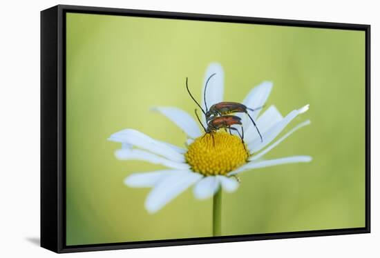 red longhorn beetle, Stictoleptura rubra, couple, mating, Margerite, blossom, close-up-David & Micha Sheldon-Framed Stretched Canvas