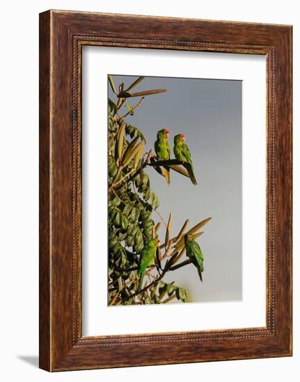 Red-lored Parrots, Costa Rica-Adam Jones-Framed Photographic Print