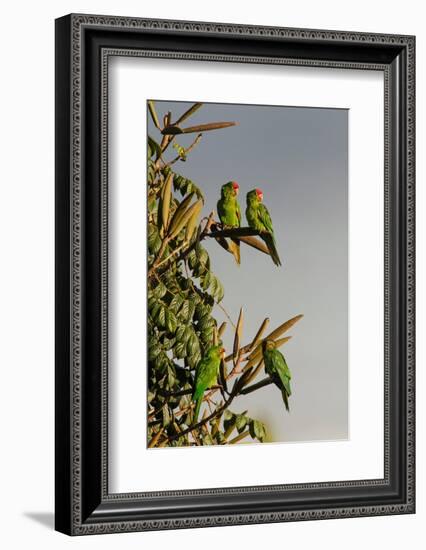 Red-lored Parrots, Costa Rica-Adam Jones-Framed Photographic Print