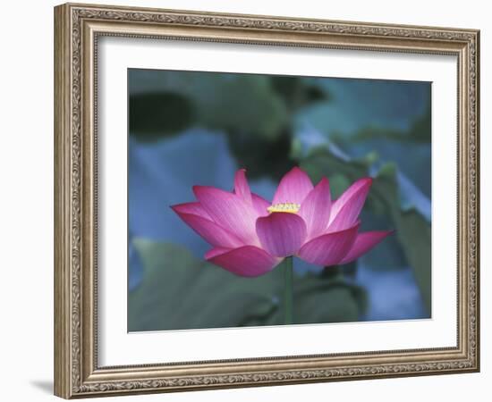 Red Lotus Flower, Hangzhou, Zhejiang Province, China-Keren Su-Framed Photographic Print