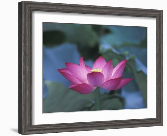 Red Lotus Flower, Hangzhou, Zhejiang Province, China-Keren Su-Framed Photographic Print