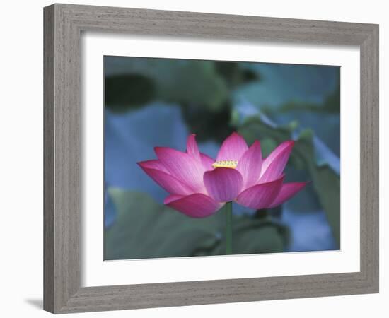 Red Lotus Flower, Hangzhou, Zhejiang Province, China-Keren Su-Framed Photographic Print