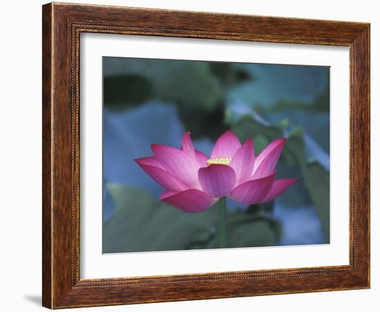 Red Lotus Flower, Hangzhou, Zhejiang Province, China-Keren Su-Framed Photographic Print