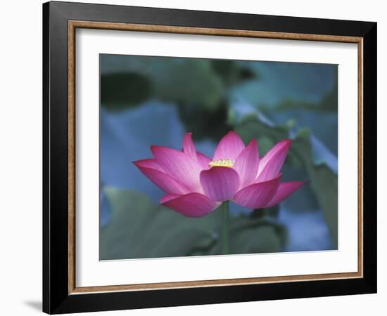 Red Lotus Flower, Hangzhou, Zhejiang Province, China-Keren Su-Framed Photographic Print