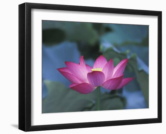 Red Lotus Flower, Hangzhou, Zhejiang Province, China-Keren Su-Framed Photographic Print