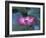 Red Lotus Flower, Hangzhou, Zhejiang Province, China-Keren Su-Framed Photographic Print