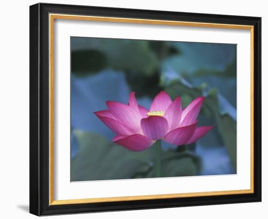 Red Lotus Flower, Hangzhou, Zhejiang Province, China-Keren Su-Framed Photographic Print