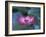 Red Lotus Flower, Hangzhou, Zhejiang Province, China-Keren Su-Framed Photographic Print