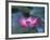 Red Lotus Flower, Hangzhou, Zhejiang Province, China-Keren Su-Framed Photographic Print