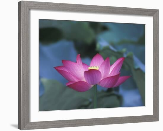 Red Lotus Flower, Hangzhou, Zhejiang Province, China-Keren Su-Framed Photographic Print