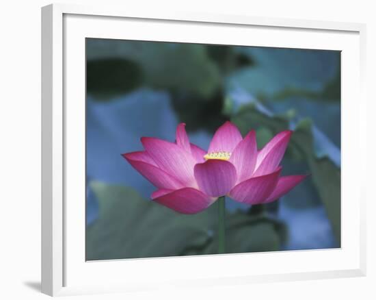 Red Lotus Flower, Hangzhou, Zhejiang Province, China-Keren Su-Framed Photographic Print