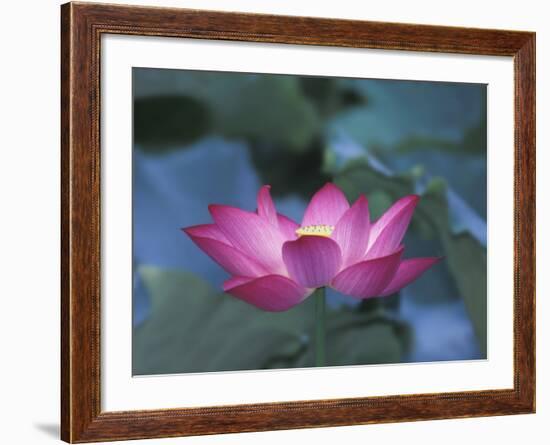 Red Lotus Flower, Hangzhou, Zhejiang Province, China-Keren Su-Framed Photographic Print