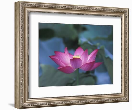 Red Lotus Flower, Hangzhou, Zhejiang Province, China-Keren Su-Framed Photographic Print