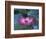 Red Lotus Flower, Hangzhou, Zhejiang Province, China-Keren Su-Framed Photographic Print