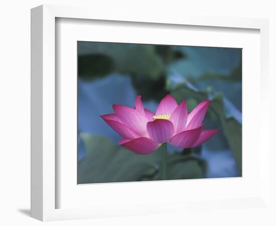 Red Lotus Flower, Hangzhou, Zhejiang Province, China-Keren Su-Framed Photographic Print