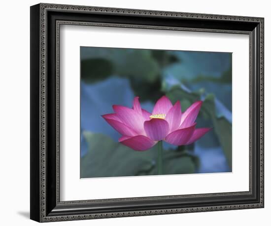 Red Lotus Flower, Hangzhou, Zhejiang Province, China-Keren Su-Framed Photographic Print