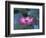 Red Lotus Flower, Hangzhou, Zhejiang Province, China-Keren Su-Framed Photographic Print