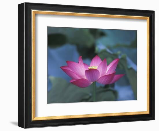 Red Lotus Flower, Hangzhou, Zhejiang Province, China-Keren Su-Framed Photographic Print