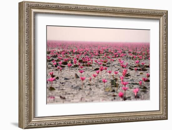 Red Lotus Udornthani Thailand-null-Framed Art Print