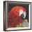 Red Macaw Parrot-Kirstie Adamson-Framed Giclee Print