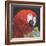 Red Macaw Parrot-Kirstie Adamson-Framed Giclee Print