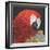 Red Macaw Parrot-Kirstie Adamson-Framed Giclee Print