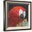 Red Macaw Parrot-Kirstie Adamson-Framed Giclee Print